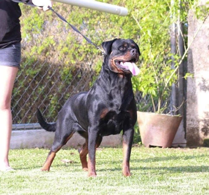 Black and tan Rottweiler standing on grass in a yard, held by leash, with chain-link fence and plants in background