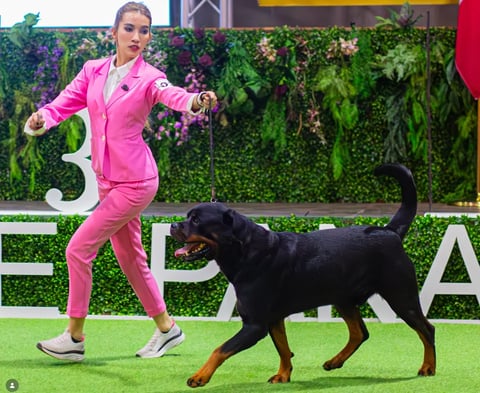 Woman in pink suit posing with black dog on artificial grass at event venue with green plant backdrop