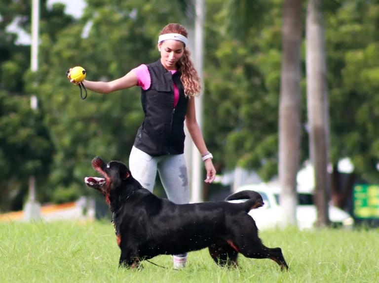 Woman handler showing black dachshund at dog show with yellow ball, outdoor grassy field with trees