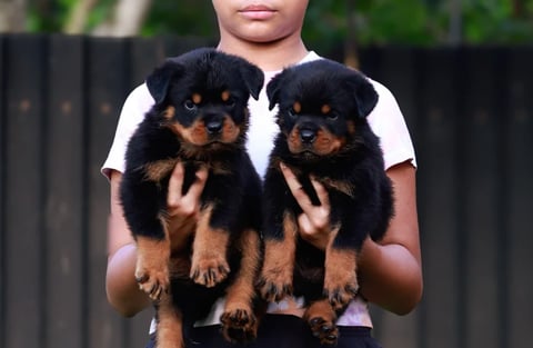 Person holding two black and tan Rottweiler puppies in their arms outdoors