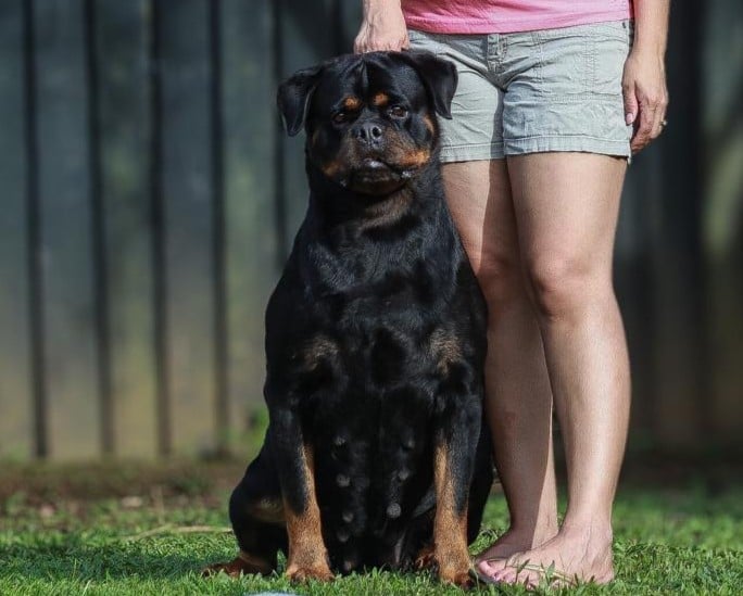 Black and tan Rottweiler sitting on grass next to a person in pink shirt and shorts