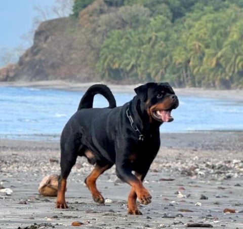 Black and tan dog standing on a rocky beach with blue ocean and forested cliffs in the background