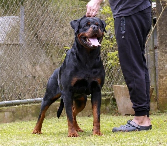 MAX II de Knueve Hispania - Rottweiler Campeón