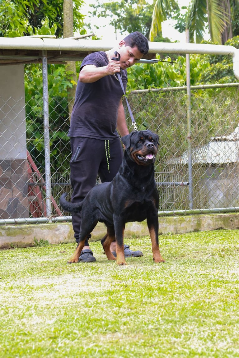 Ocho Von Dassa - Rottweiler Campeón