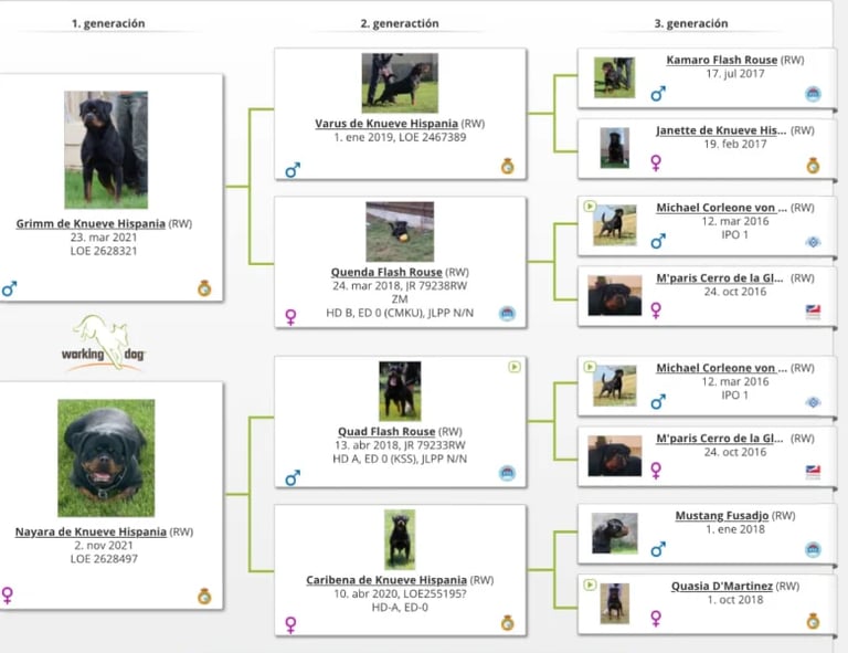 Three-generation pedigree chart of Kouneva Hispaniola gorillas showing family lineage from 2018 to 2023 with photos and genetic markers