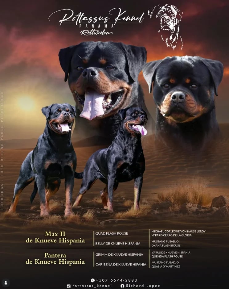 Rottweiler Kennel promotional image showing five black and tan Rottweilers of different sizes against a dramatic sky background with desert terrain.
