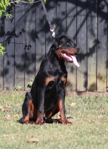Cachorro Rottweiler de 7 meses en adopción