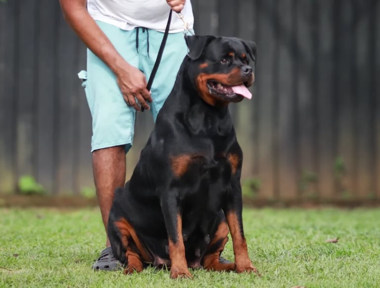 Black and tan Rottweiler sitting on grass while handler in light blue shorts and white shirt holds leash